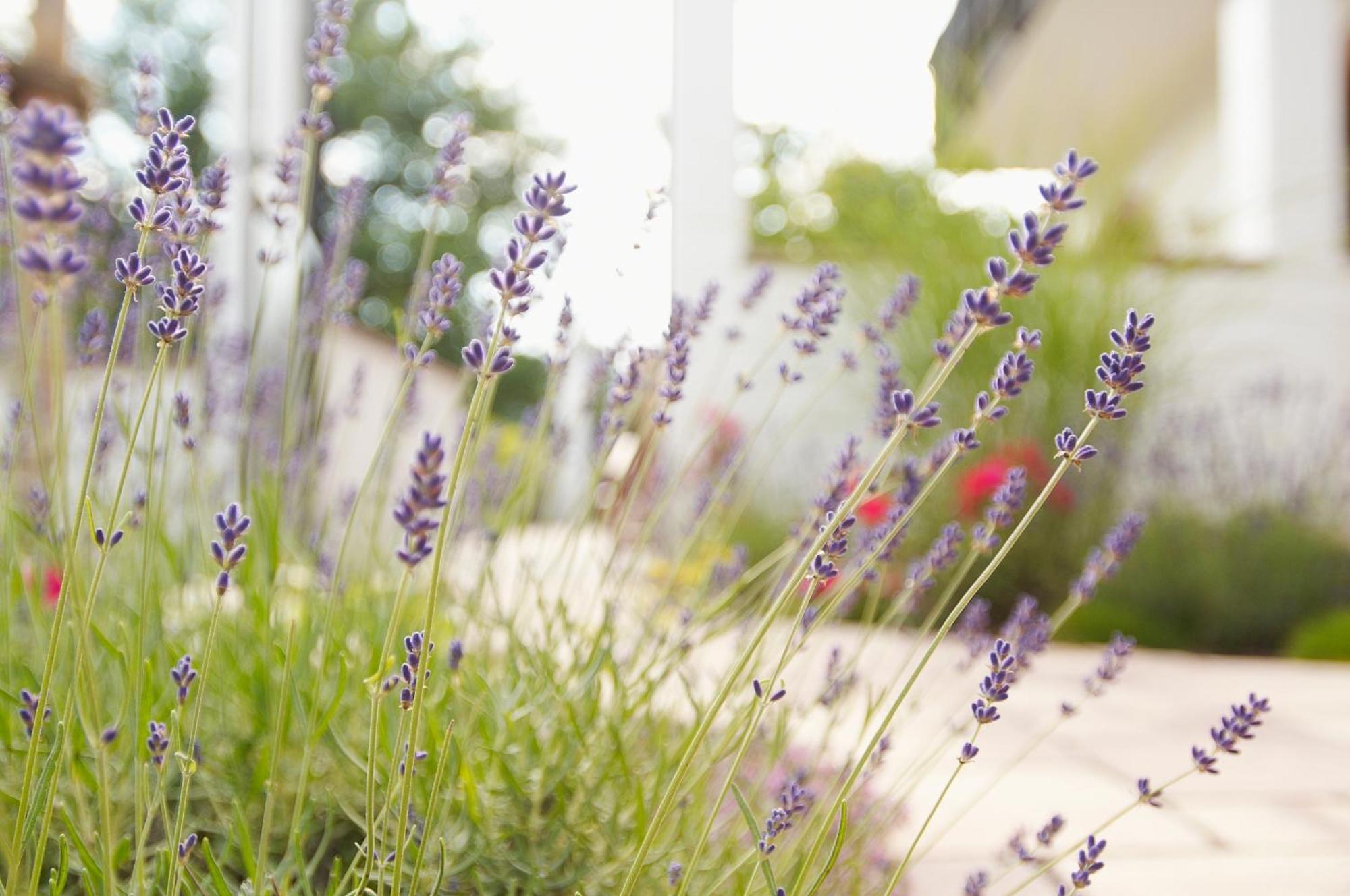 Naturhotel Ruegers Forstgut Mespelbrunn Bagian luar foto
